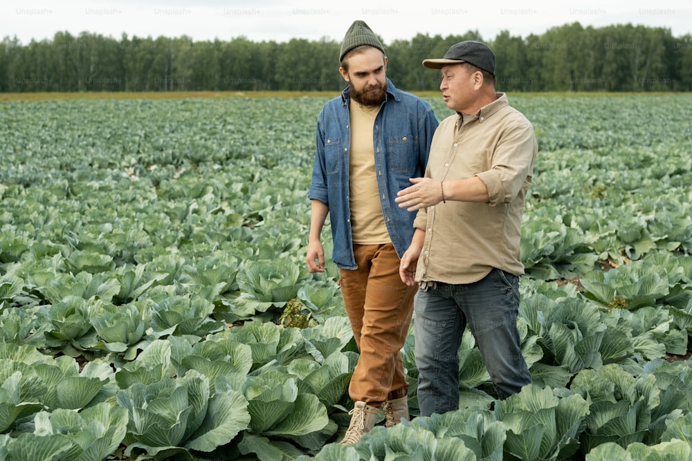 Asian man in cap gesturing hand while discusssing new cabbage crop with young agriculture specialist