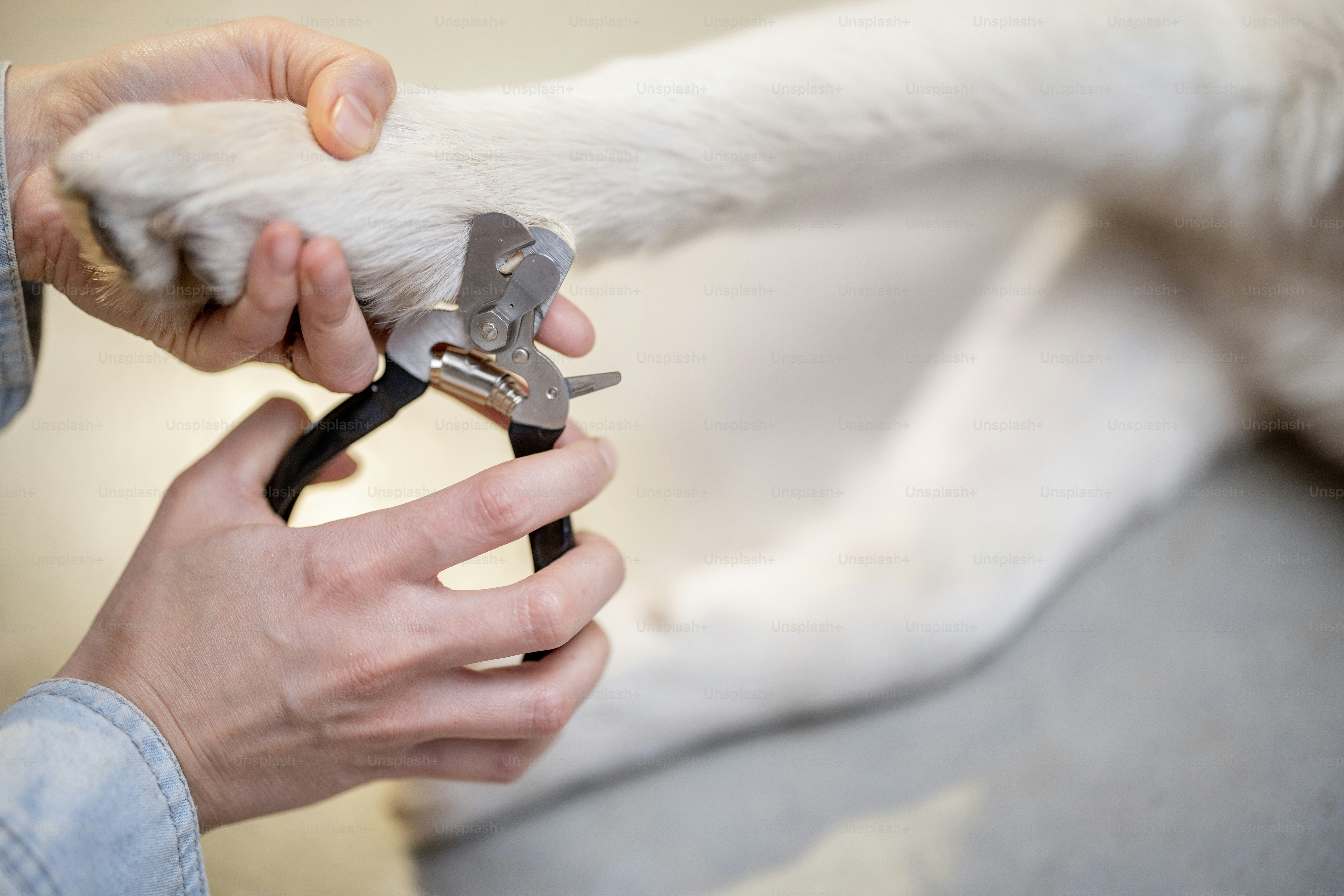 The process of dog's claw trimming with special scissors, close-up