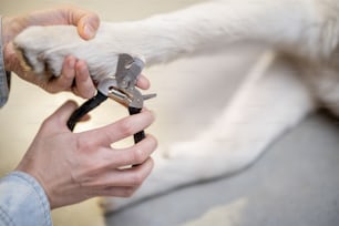 Le processus de coupe des griffes du chien avec des ciseaux spéciaux, gros plan