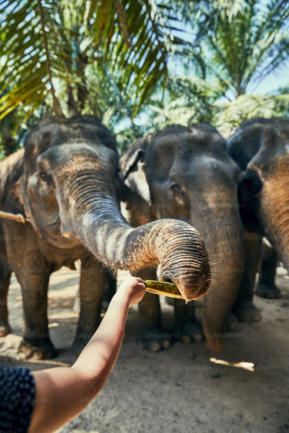 Mulher que alimenta um grupo de bananas de elefantes asiáticos em um santuário de animais na Tailândia