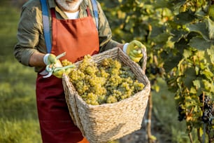 Man holding basket full of freshly picked up wine grapes on the vineyard, close-up