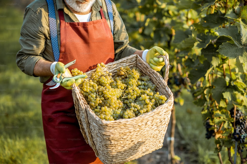 Man holding basket full of freshly picked up wine grapes on the vineyard, close-up