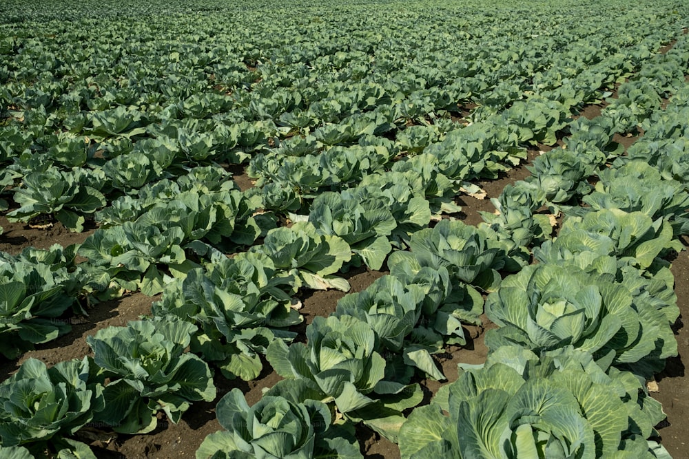 Several rows of green cabbage heads on large plantation of modern farm
