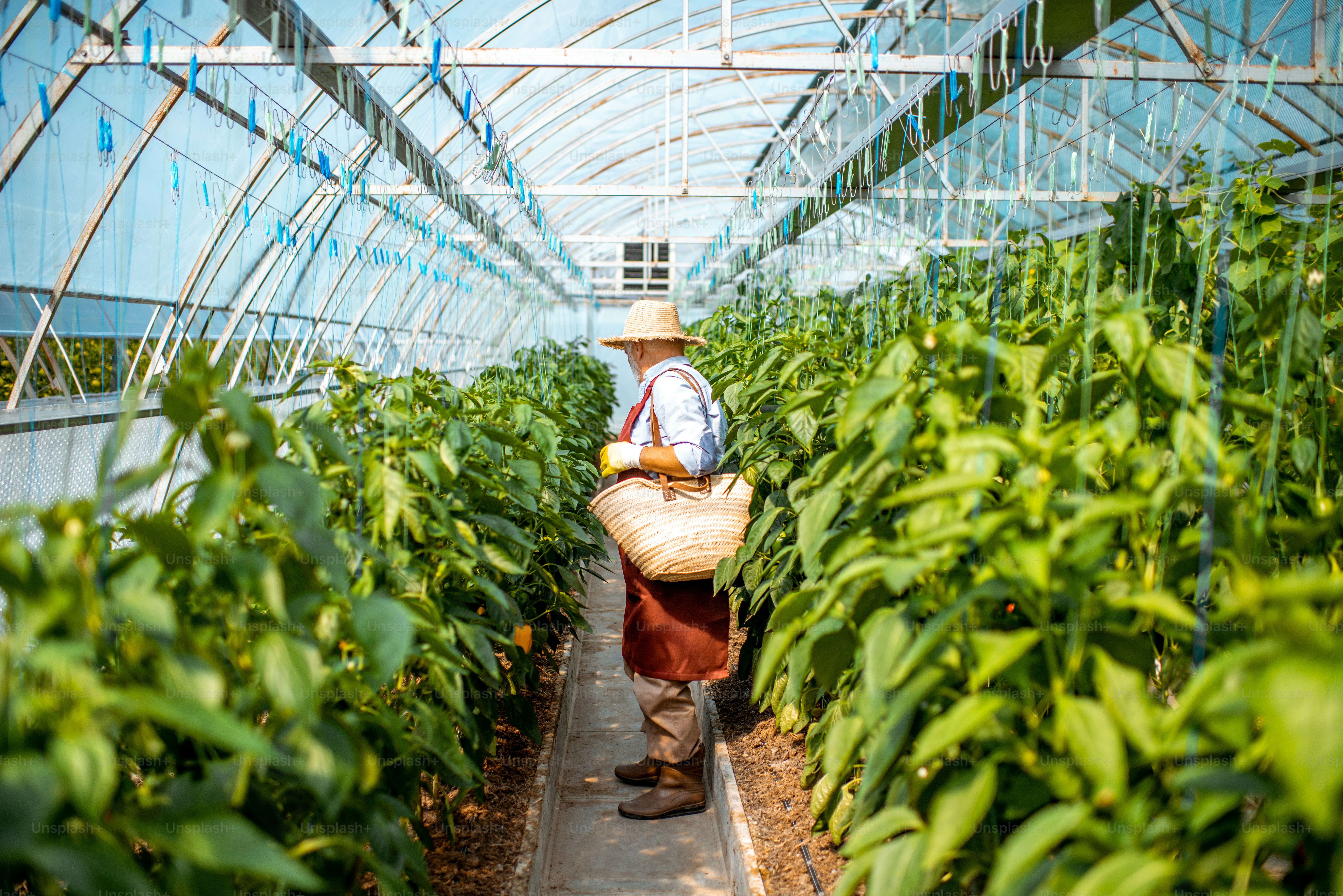 Homme âgé récoltant des poivrons dans la serre d’une petite ferme agricole. Concept de petite entreprise agroalimentaire et travail à l’âge de la retraite