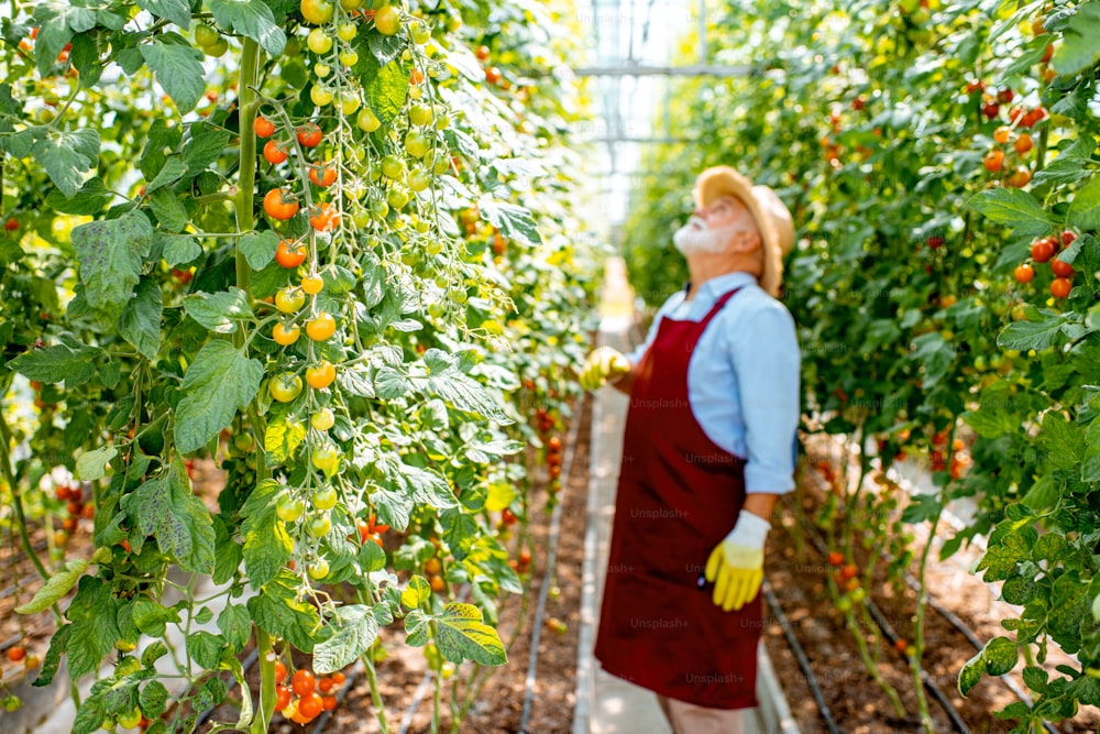 Handsome well-dressed senior man growing cherry tomatoes in a well-equipped hothouse on a small agricultural farm. Concept of a small agribusiness and work at retirement age