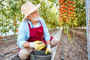 Handsome well-dressed senior man growing cherry tomatoes, sprinkling soil with fertilizer in the hothouse on a small agricultural farm. Concept of a small agribusiness and work at retirement age