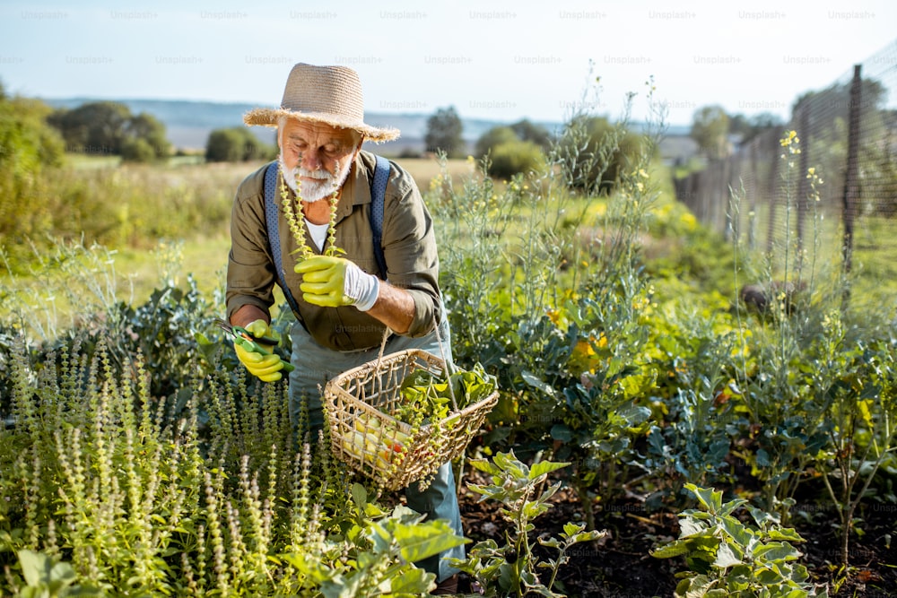 Uomo anziano ben vestito che raccoglie erbe su un orto biologico durante il tramonto all'aperto. Concetto di coltivazione di prodotti biologici e pensionamento attivo