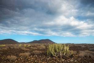 Cacto no deserto de Tenerife sob um belo céu azul com nuvens. Montanhas e vulcanos ao fundo. Clima seco.