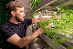 Jeune bel homme avec une barbe touchant des plantes tout en l’examinant à la maison