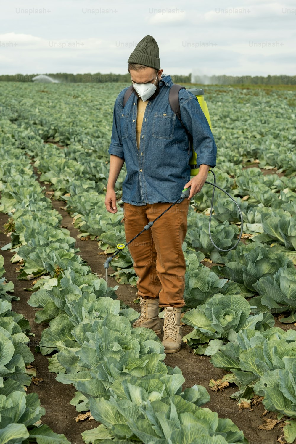 Joven agricultor de hortalizas con máscara usando un pulverizador a presión mientras cuida las coles en la plantación