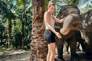 Smiling woman feeding a group of Asian elephants bananas at an animal sanctuary in Thailand
