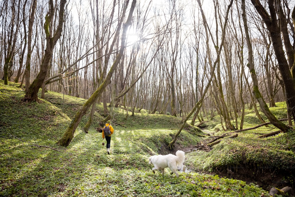 Young woman in hiking clothes and backpack spend time together with big white dog in green spring forest. Enjoys and explore of tranquil nature. General plan.