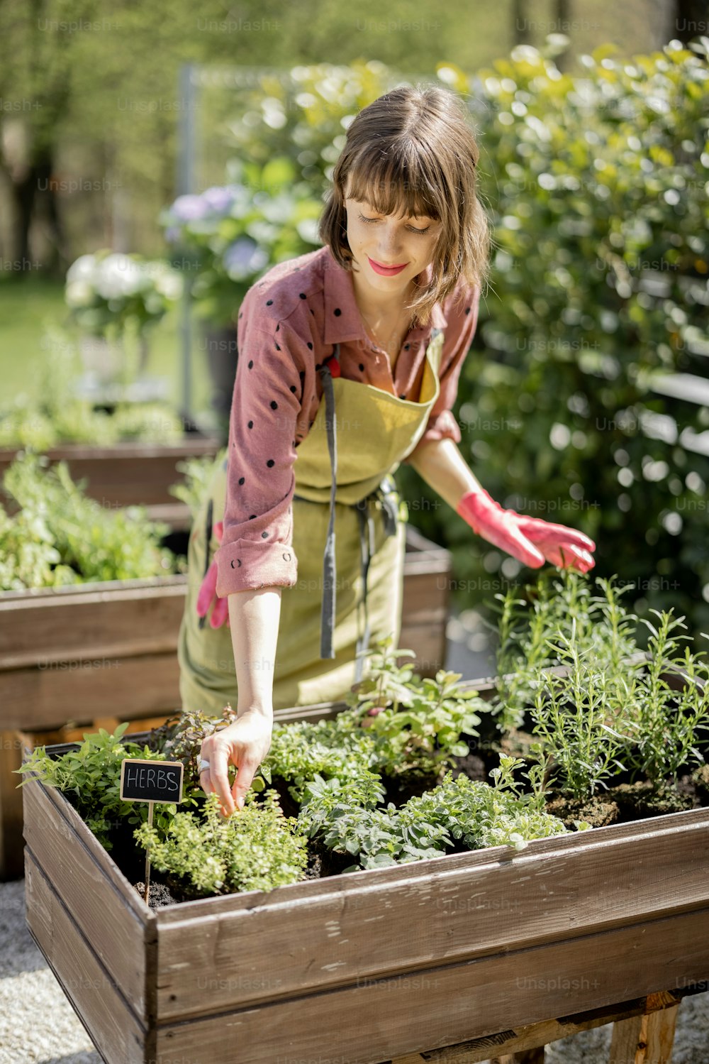 Junge Frau, die sich um Kräuter kümmert, die im Gemüsegarten im Hinterhof des Landhauses wachsen. Konzept der Ökologie und des Eigenanbaus