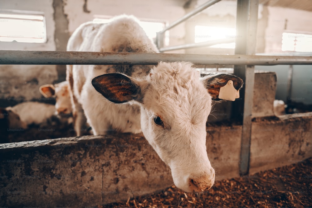 Close up of calf in barn looking at camera. On ear tag. Meat production concept.