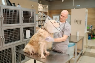 Professional veterinarian examining the dog in collar on the table in vet clinic