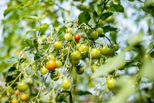 Branches with growing cherry tomatoes on the organic plantation, close-up view