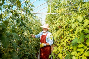 Senior man collecting tomato harvest in the hothouse of a small agricultural farm. Concept of a small agribusiness and work at retirement age