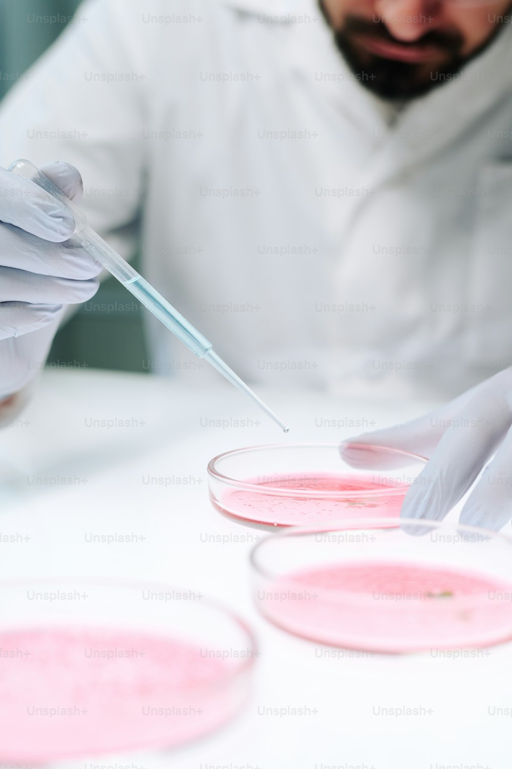 Nahaufnahme eines zeitgenössischen Wissenschaftlers im Laborkittel, der Flüssigkeit in die Petrischale mit rosa Laborsubstanz tropft, während er am Arbeitsplatz sitzt