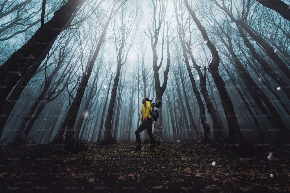 Male hiker standing in dark forest - Man with backpack walking in mystery woodland - Traveler in nature, courage, risk and success concept