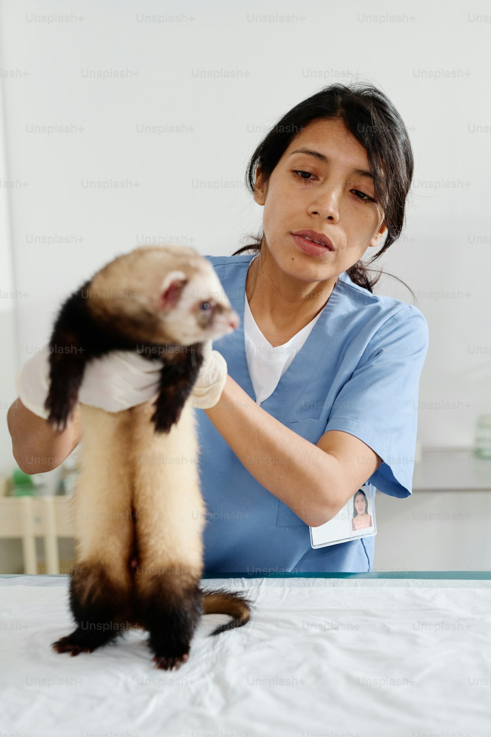 Vertikale Aufnahme einer jungen erwachsenen hispanischen Frau, die in einer Tierklinik arbeitet und Frettchen während der medizinischen Untersuchung hält