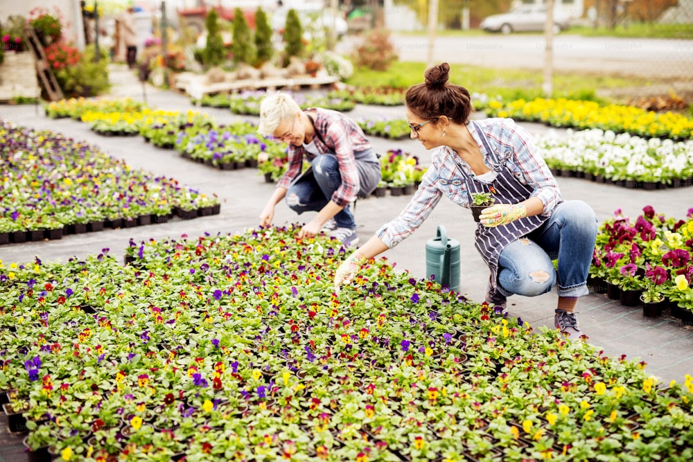 温室の裏庭で植木鉢を選別する2人のやる気のある花屋の女性。