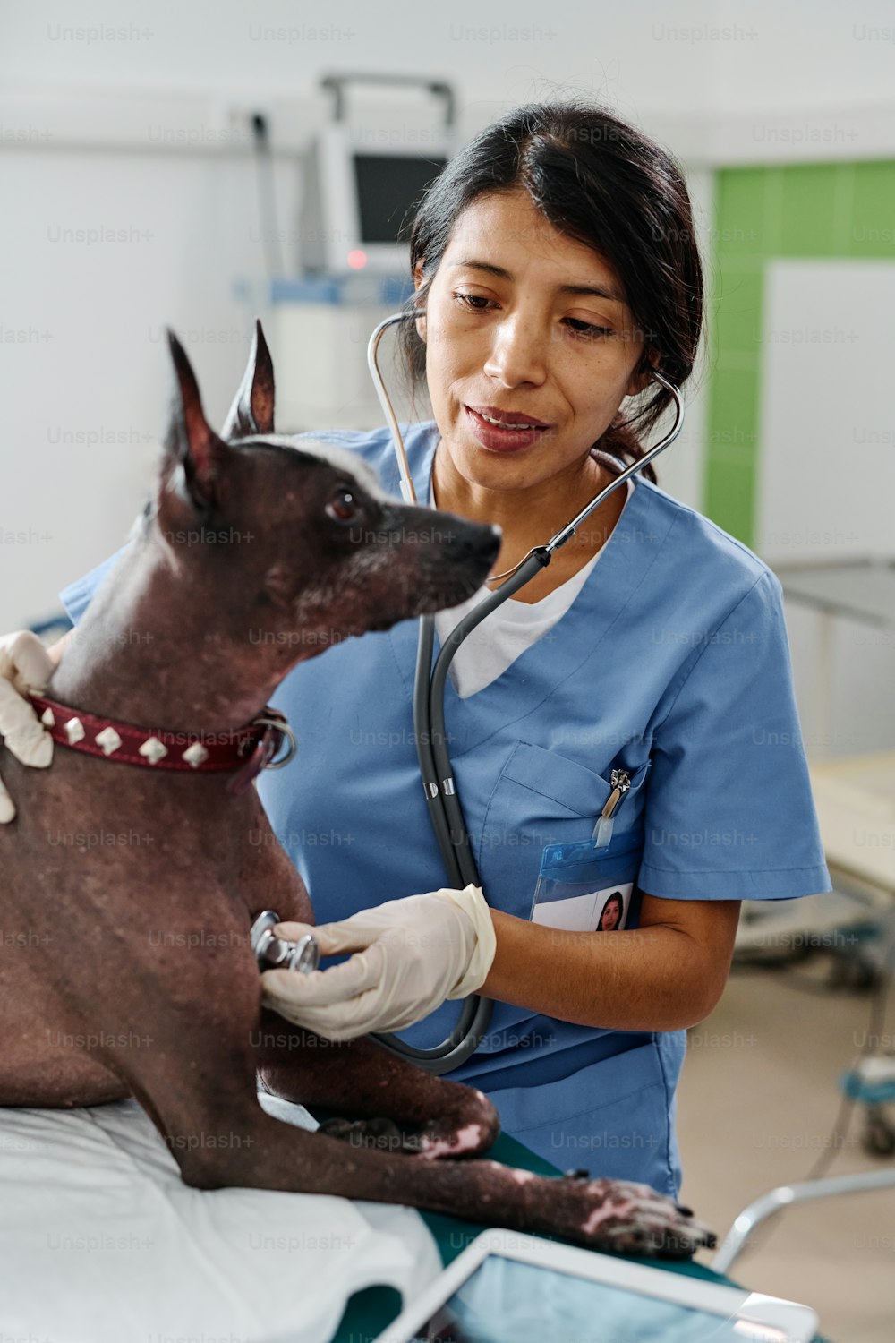 Vertical medium shot of modern Hispanic woman working in vet clinic doing medical check-up of dog