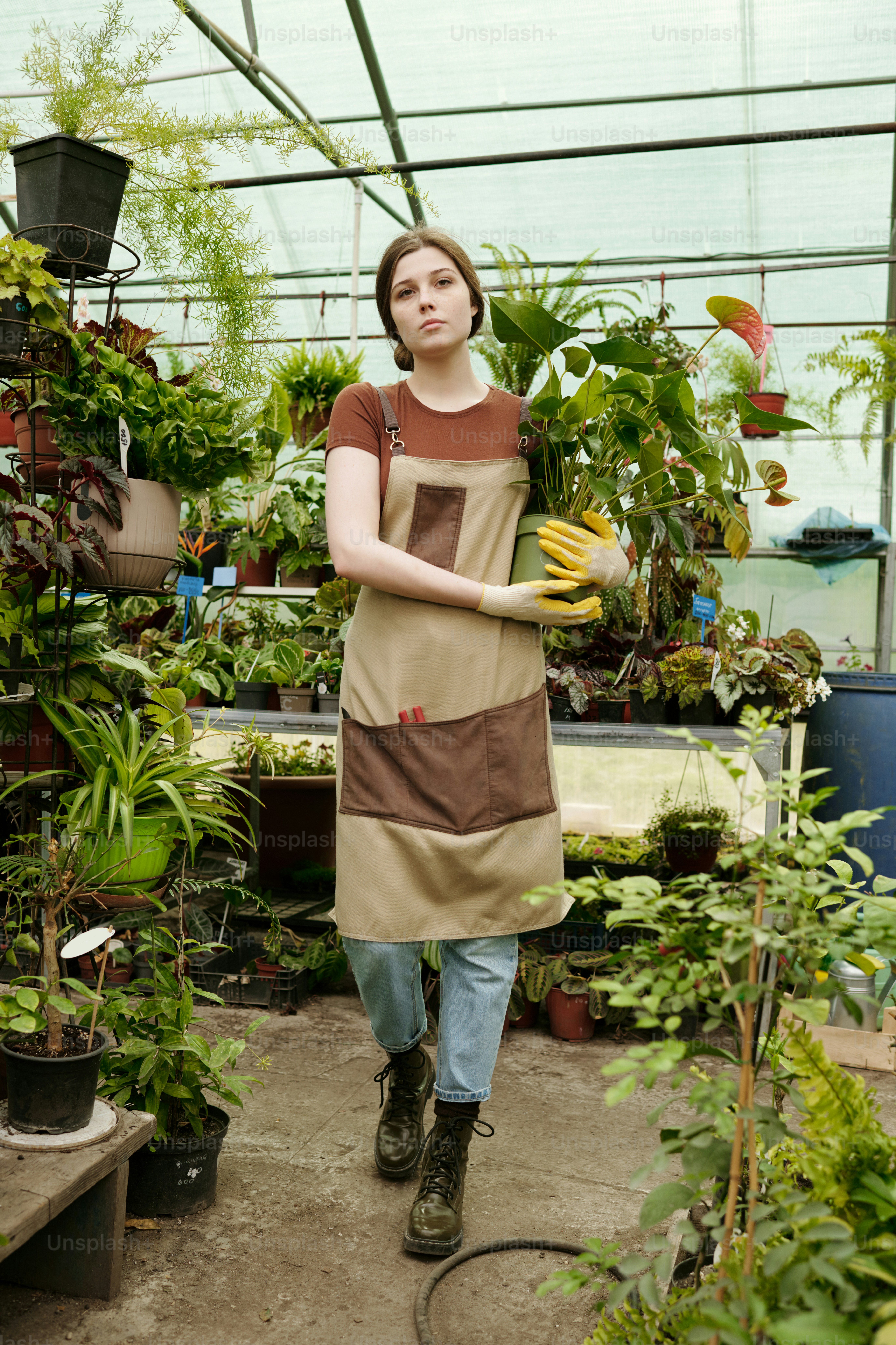 Young woman in uniform carrying green plant in pot in her hands walking along the greenhouse