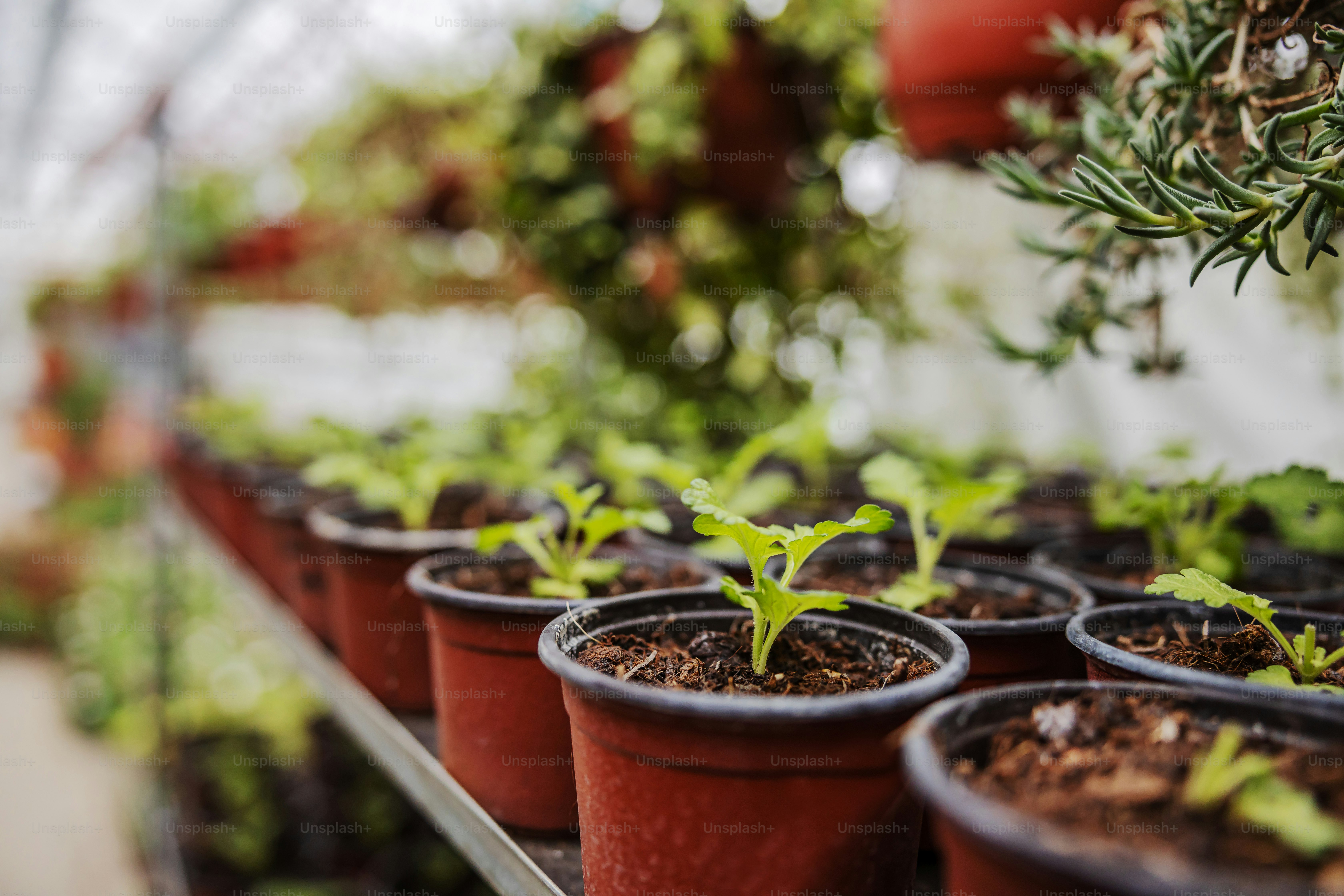 Closeup of pots with saplings on shelf. Greenhouse interior. photo ...
