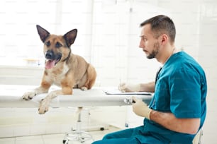 Deutscher Schäferhund liegt auf dem Krankentisch, während der Tierarzt Notizen in Dokumenten macht