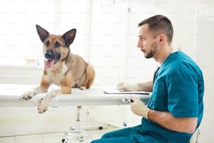 German shepherd lying on medical table while veterinarian making notes in document