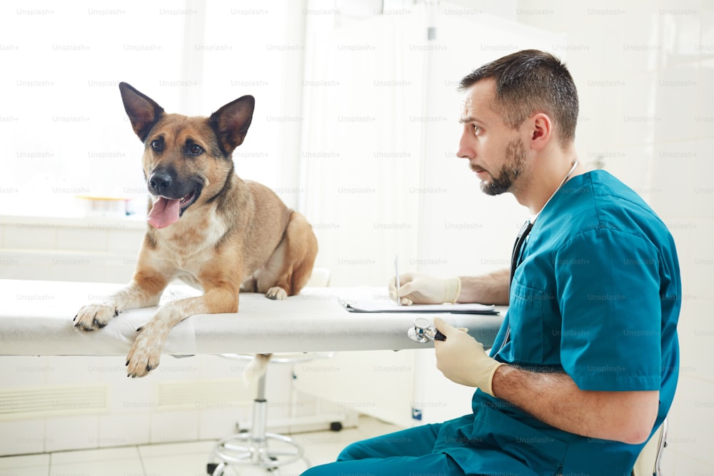 German shepherd lying on medical table while veterinarian making notes in document