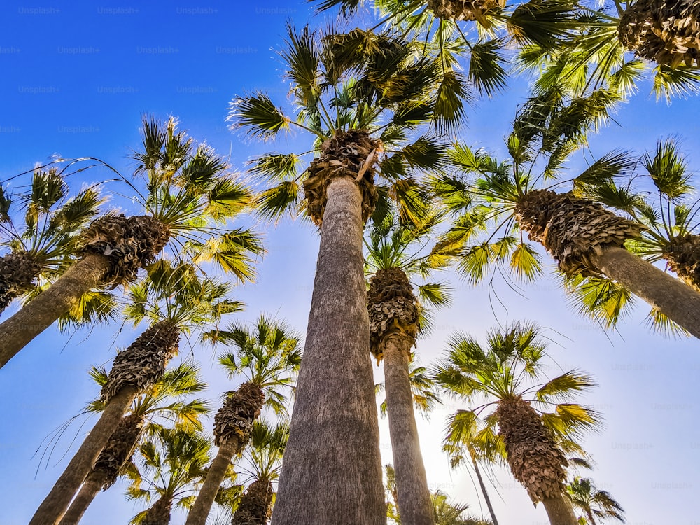 Bellissimo parco di concetto di resort tropicale con alte palme e luce solare sullo sfondo - concetto di vacanza estiva e sole con palme naturali all'aperto