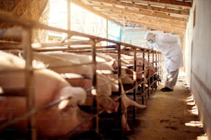Veterinário examinando porcos em suinocultura.