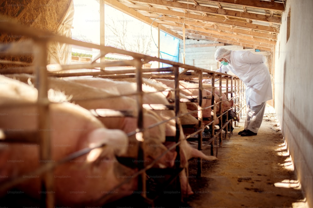 Veterinarian examining pigs at pig farm.