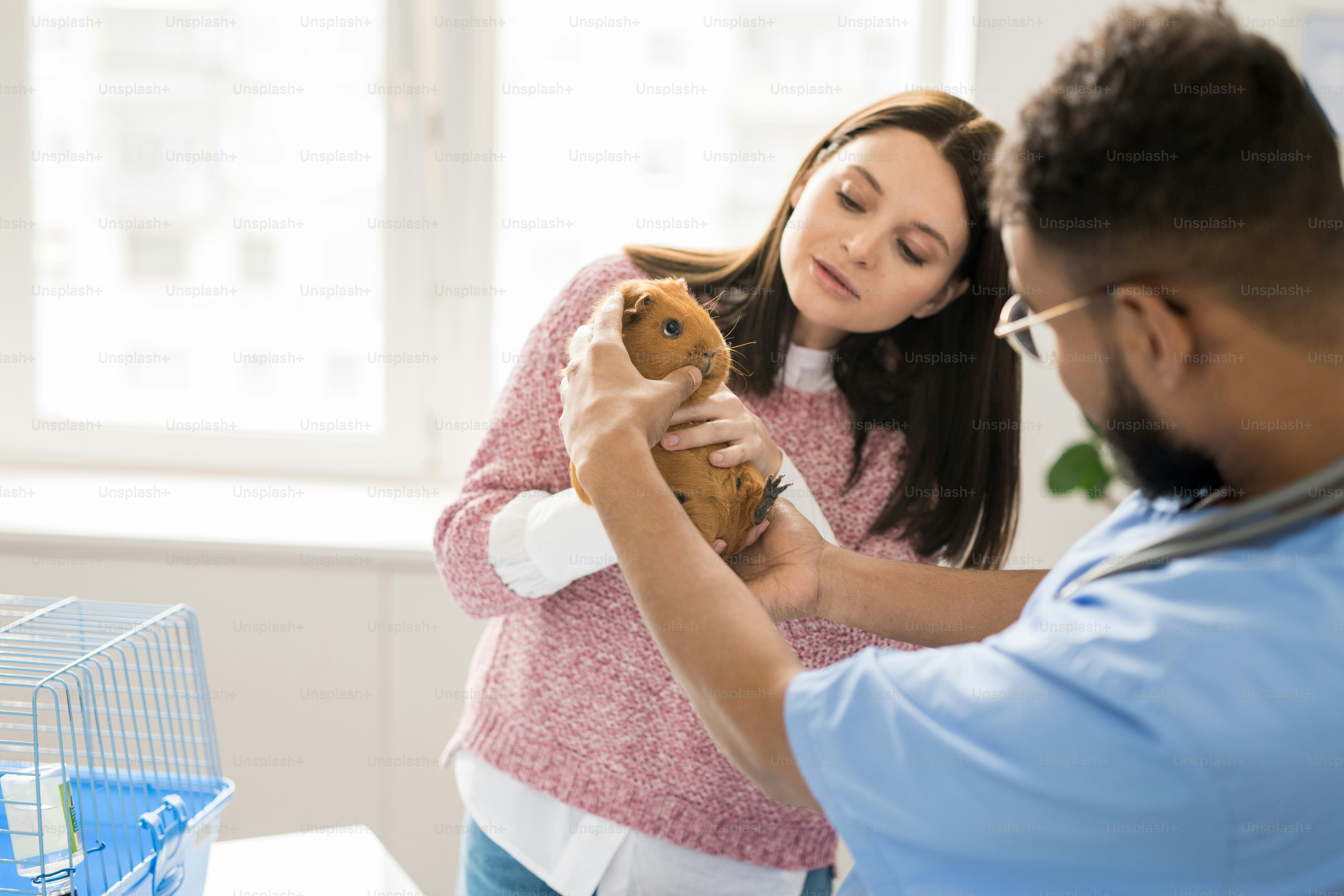 Small Pet Health Checkup: How to Monitor Your Pet's Well-being
