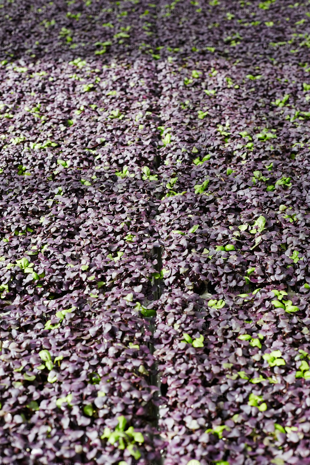 Background of seedlings of purple and green lettuce growing on plantation