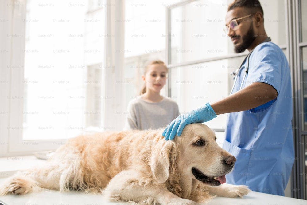 Médecin vétérinaire professionnel contemporain en uniforme gardant sa main gantée sur la tête d’un chien malade