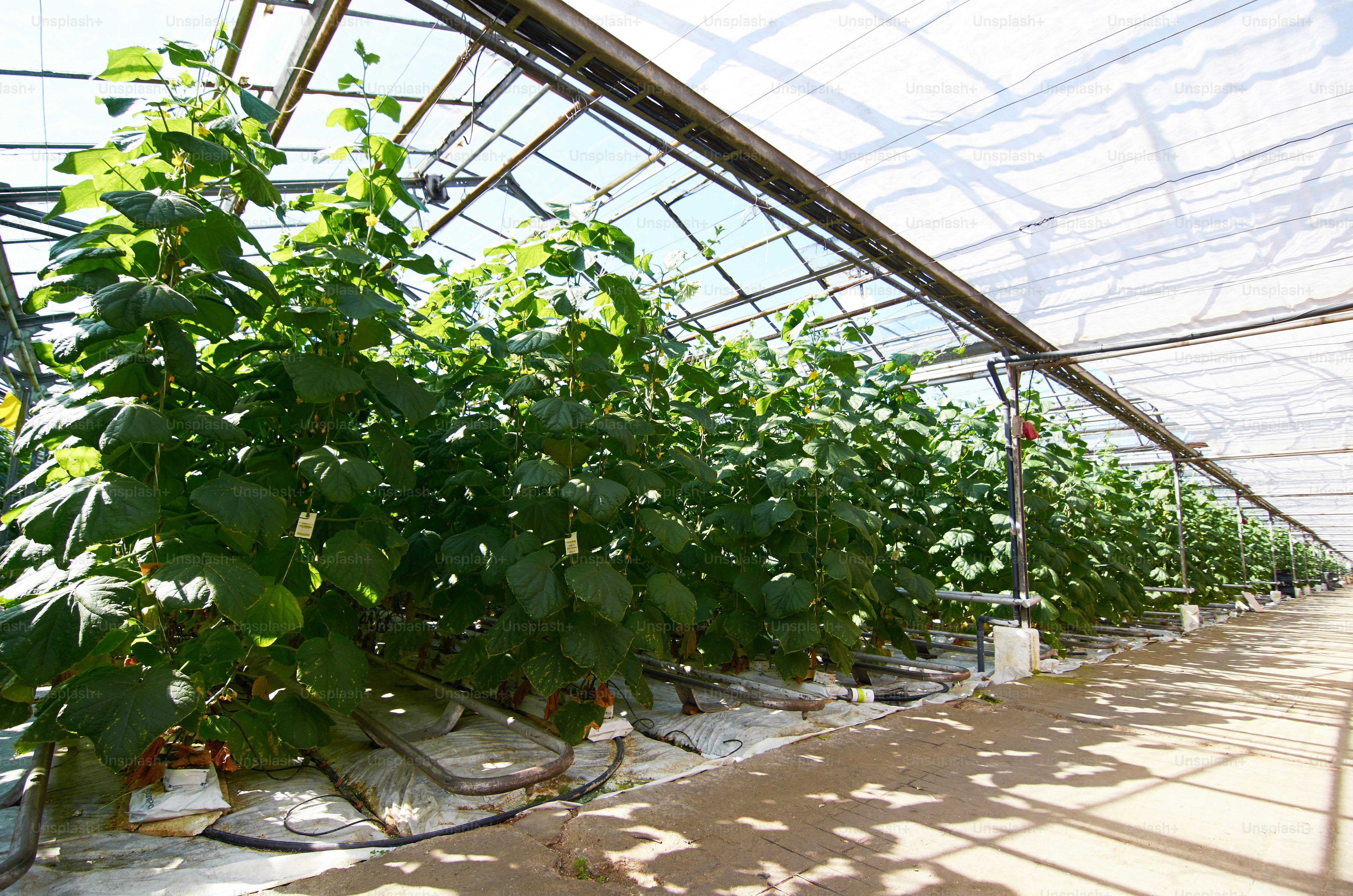 Row of green cucumber plants growing in large hothouse by aisle