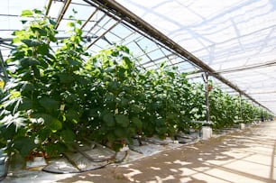 Row of green cucumber plants growing in large hothouse by aisle