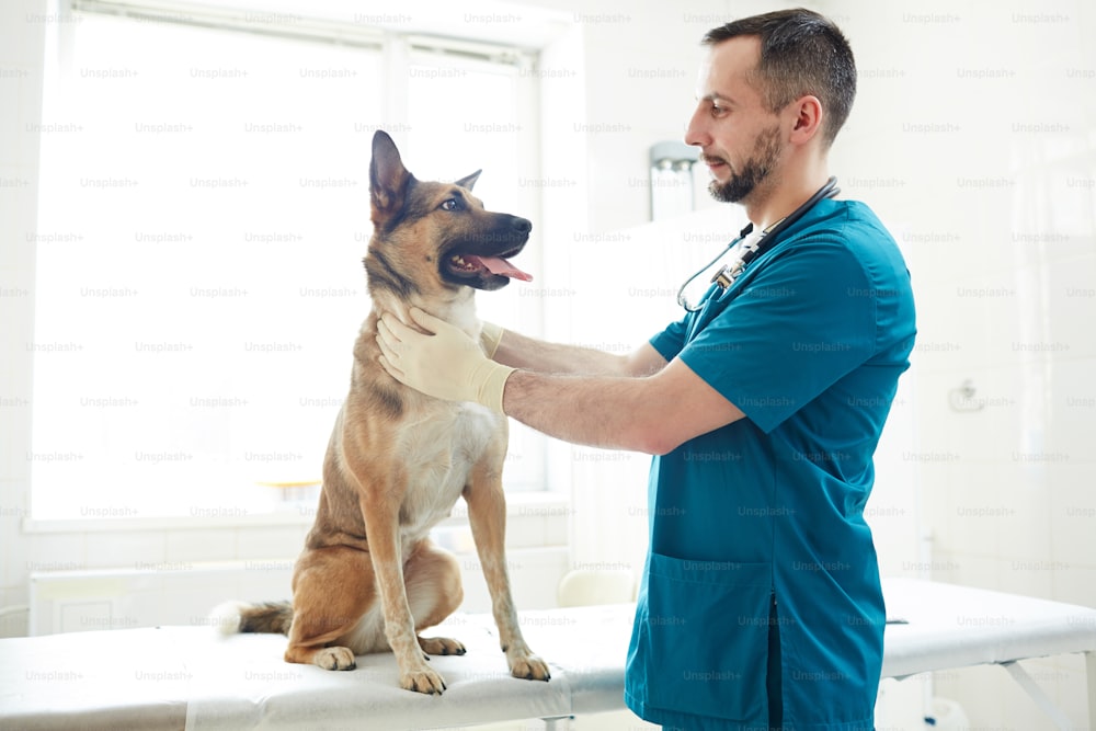 Jovem terapeuta veterinário tocando o pescoço do cão e olhando para ele durante ou antes do exame