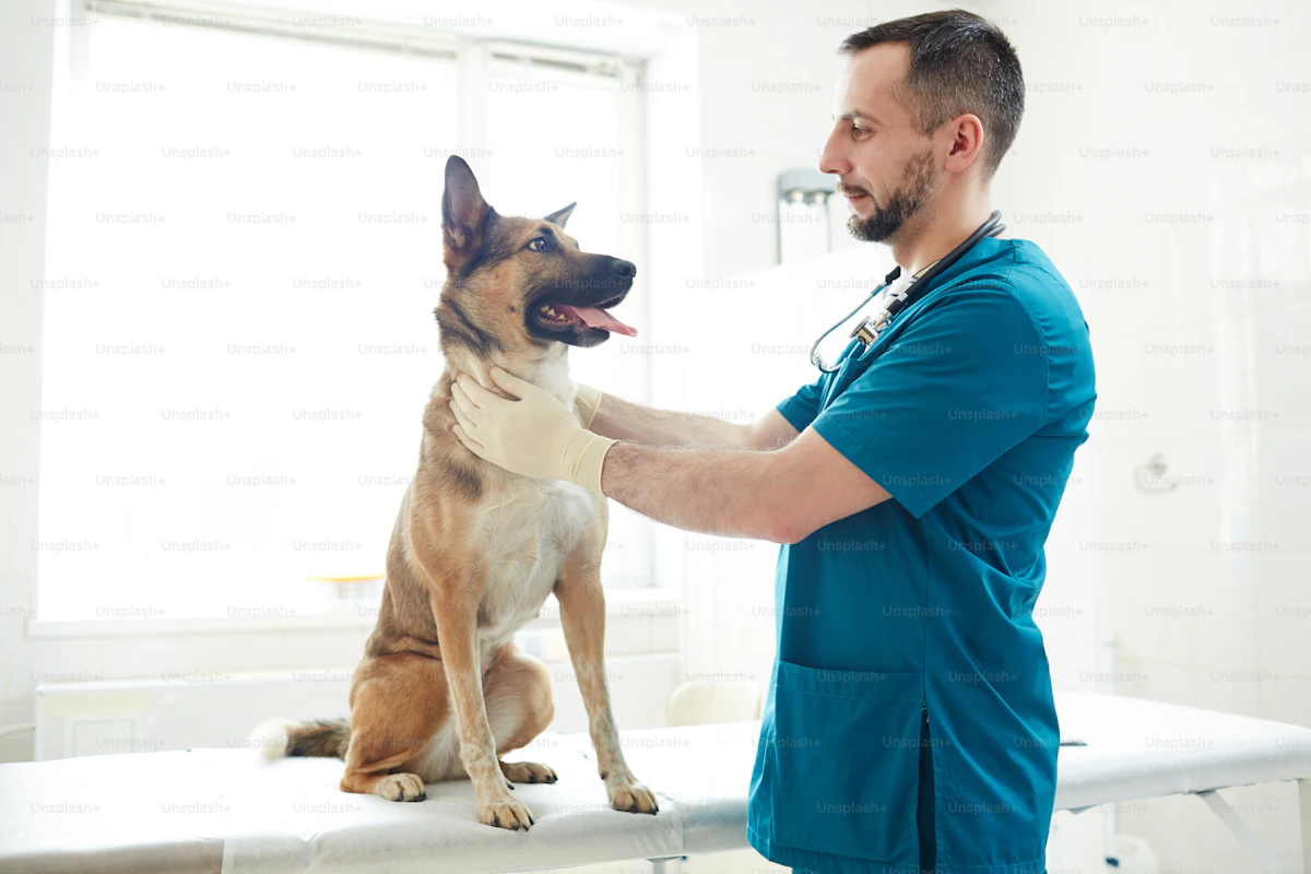 Tierarzt untersucht einen Hund in einer Tierarztpraxis