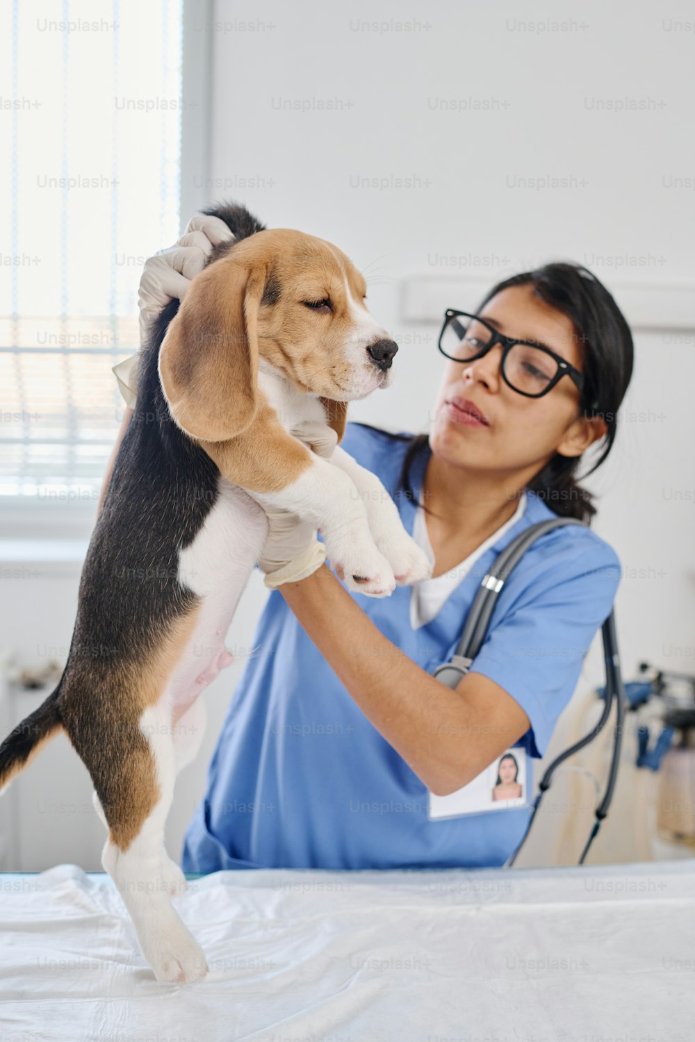 Professioneller Tierarzt, der Beagle-Welpen hält, indem er während der medizinischen Untersuchung seine Brust abtastet