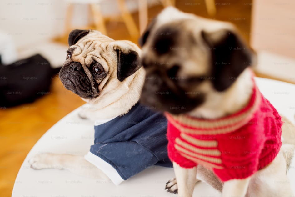 Foto Dos perros pug vestidos con ropa moda. – en Unsplash