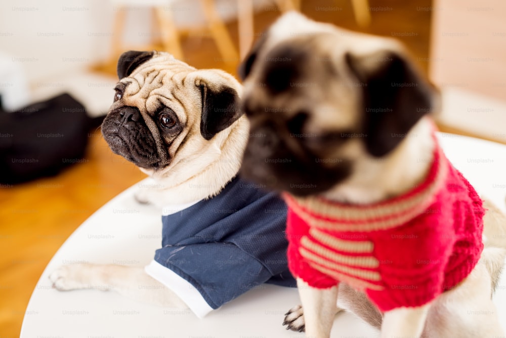 Two pug dogs dressed up in fashionable clothing.