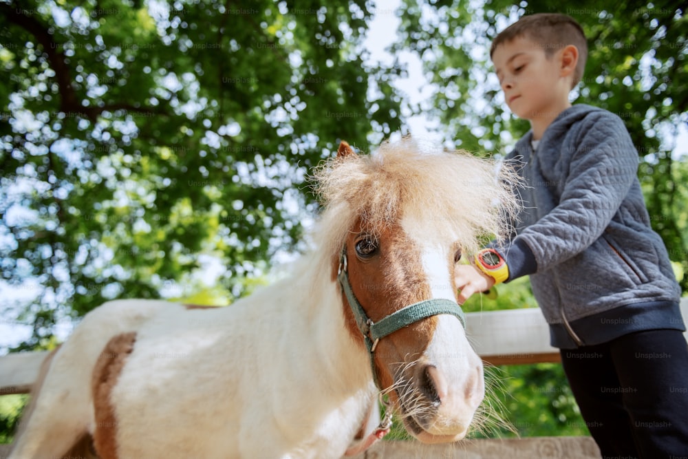 Kaukasischer Junge pflegt entzückendes weißes und braunes Ponypferd. Sonniger Tag auf Ranch Konzept.