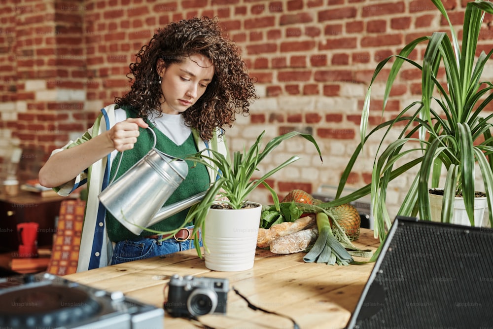 Girl in stylish casualwear watering domestic plants with long green leaves growing in flowerpots on wooden table in loft apartment