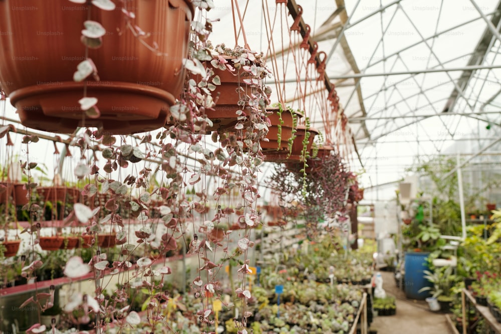 温室で販売するために成長している鉢に一列にぶら下がっている植物の横長の画像