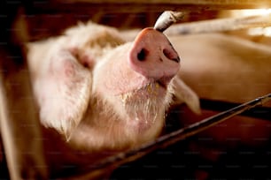 Cerdo en la pocilga mordiendo la barra hambriento esperando comida.