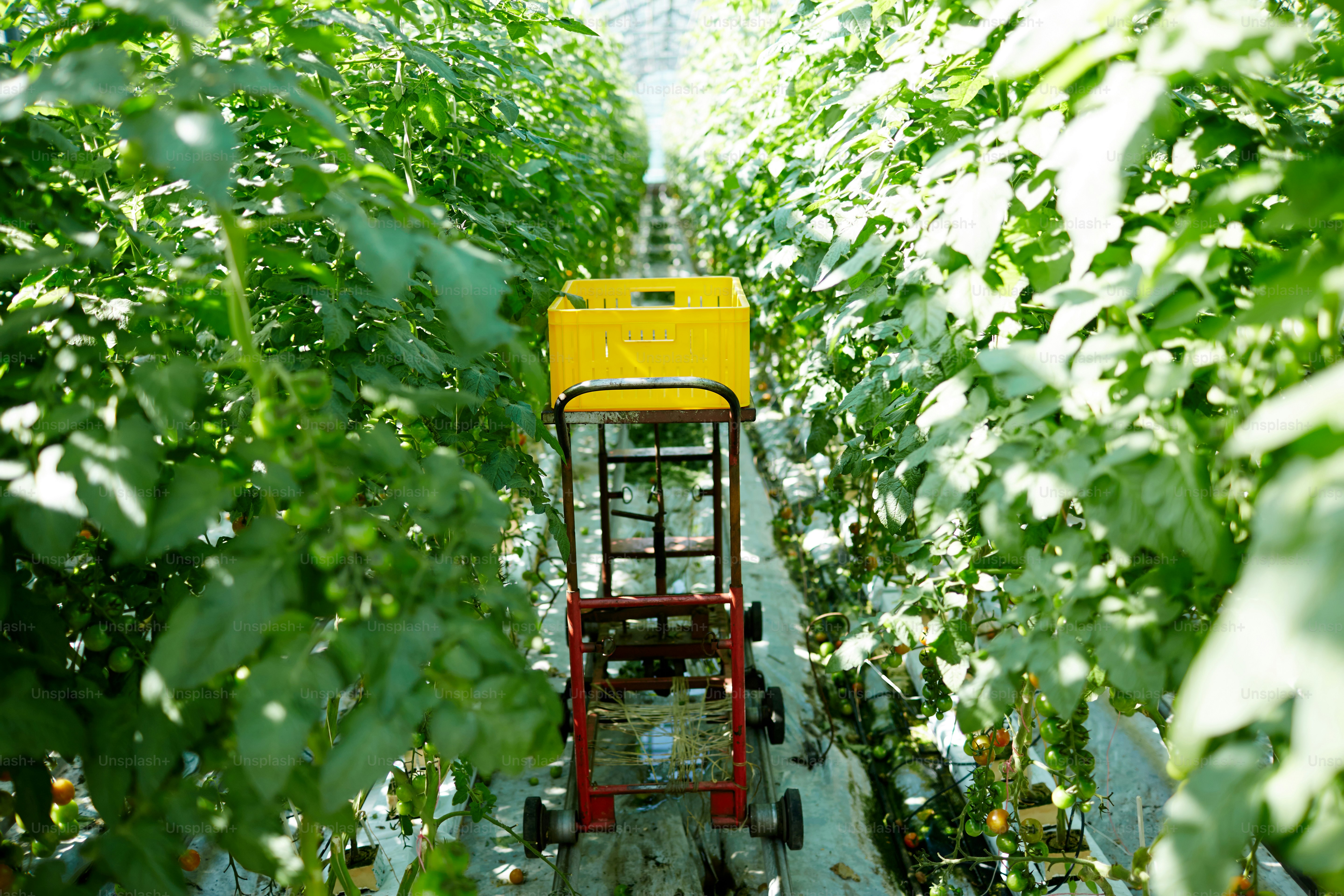 Cart with plastic yellow box in aisle between green tomato vegetation