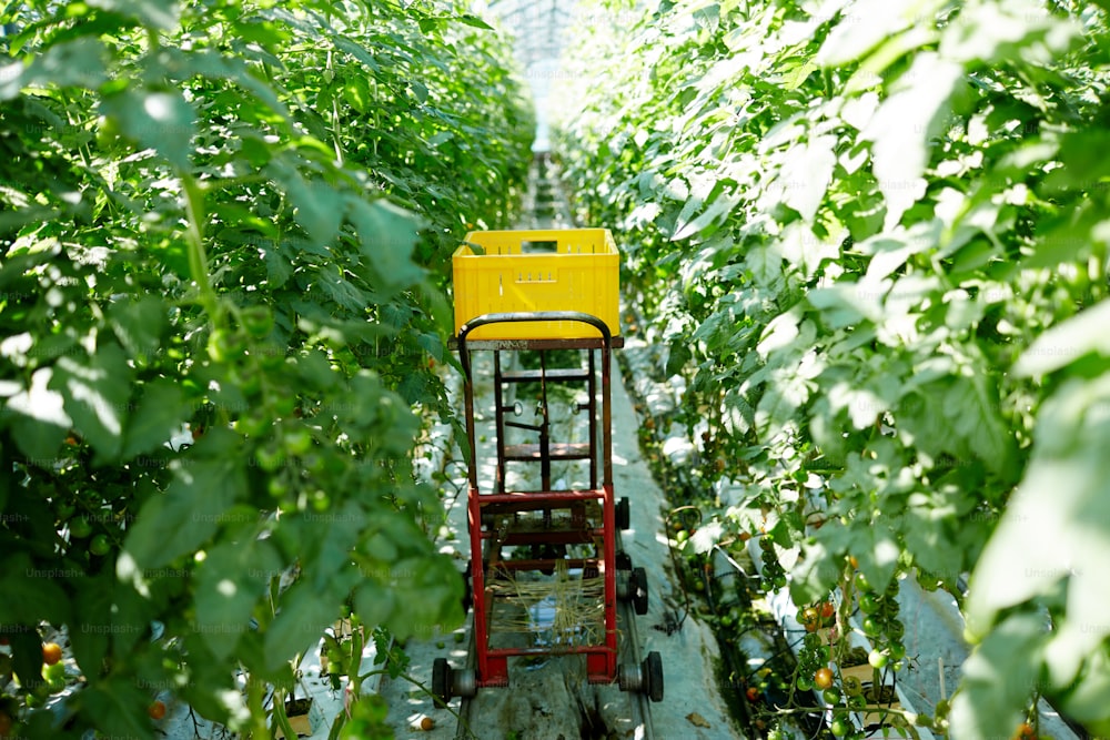 Carro con caja amarilla de plástico en el pasillo entre vegetación de tomate verde